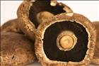 Spiced Fenugreek Mushrooms                                                                                                                                                                                                                                     